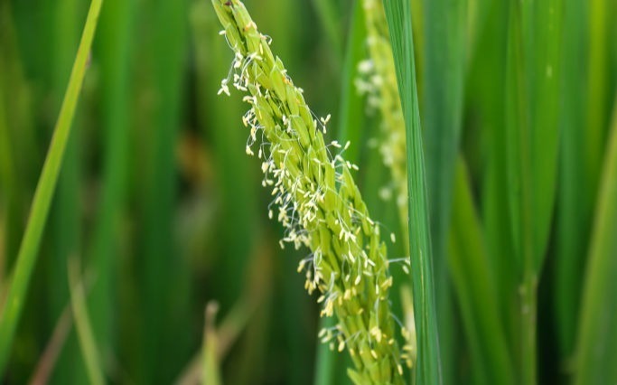 水稻开花监测